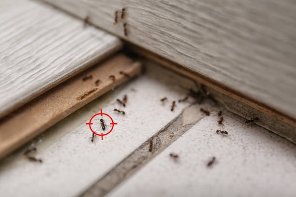 Best Best Pest Control Companies  in Cotter, AR