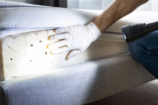 Best Wasp Removal Services  in Cotter, AR