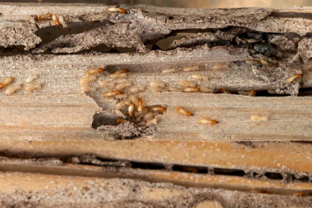 Best Best Pest Control Companies  in Cotter, AR
